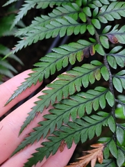 Polystichum wawranum