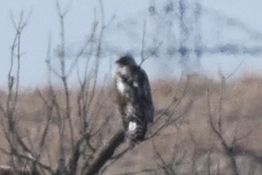 Buteo lagopus