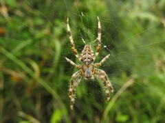 Araneus diadematus