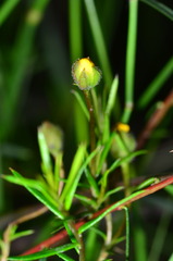 Hibbertia acicularis