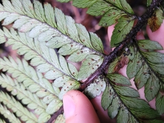 Polystichum wawranum