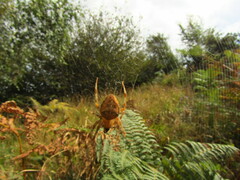 Araneus diadematus