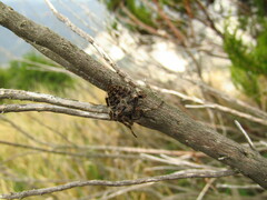 Araneus angulatus