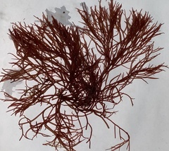 Gracilaria