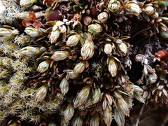 Montitega dealbata