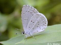 Celastrina neglectamajor