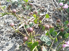 Ipomoea × leucantha