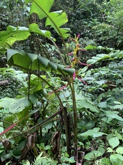 Heliconia aemygdiana
