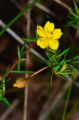 Hibbertia acicularis
