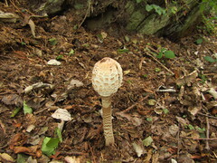 Macrolepiota procera