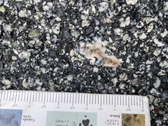 Testacella haliotidea