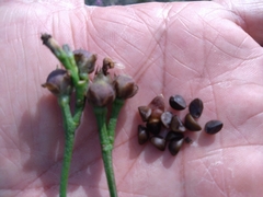 Ipomoea × leucantha