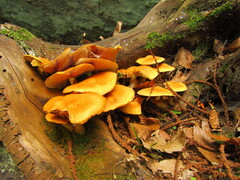 Armillaria mellea