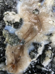 Testacella haliotidea