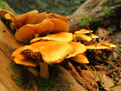 Armillaria mellea