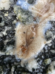 Testacella haliotidea