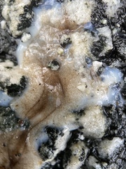 Testacella haliotidea