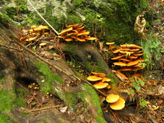 Armillaria mellea