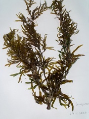 Sargassum