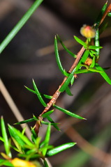 Hibbertia acicularis