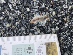 Testacella haliotidea