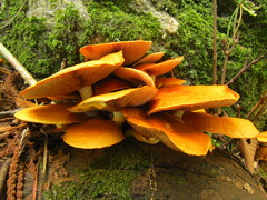 Armillaria mellea