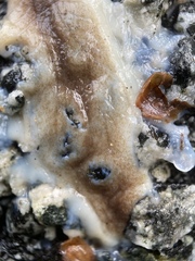 Testacella haliotidea