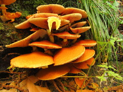Armillaria mellea