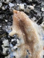Testacella haliotidea