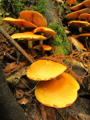 Armillaria mellea