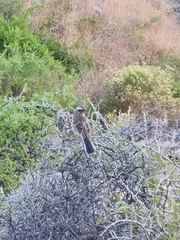 Mimus thenca