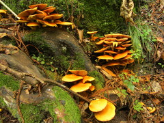 Armillaria mellea