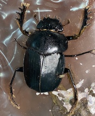 Scarabaeus