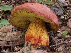 Boletus speciosus
