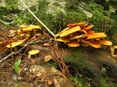 Armillaria mellea