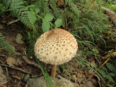 Macrolepiota procera