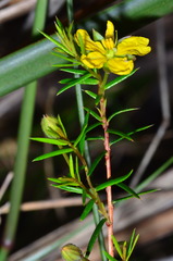 Hibbertia acicularis