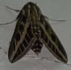 Hyles livornica