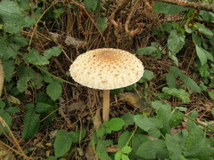 Macrolepiota procera