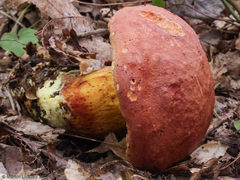 Boletus speciosus