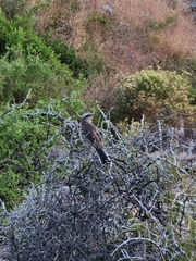 Mimus thenca