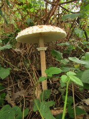 Macrolepiota procera