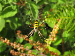 Argiope bruennichi