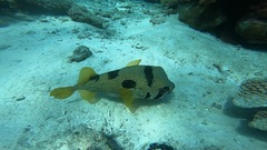 Diodon liturosus