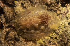 Asteronotus cespitosus