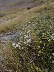 Veronica canterburiensis