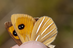 Argyrophenga janitae