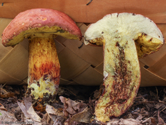 Boletus speciosus