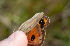 Argyrophenga janitae