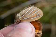 Argyrophenga janitae